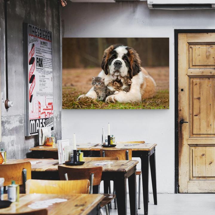 Saint Bernard Dog Kittens Tempered Glass Wall Art, Heartwarming Animal Decor