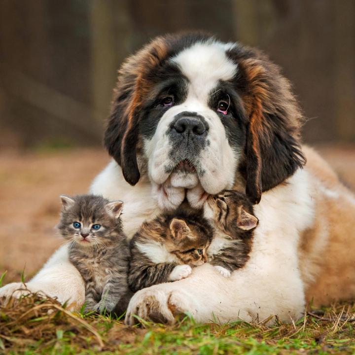 Saint Bernard Dog Kittens Tempered Glass Wall Art, Heartwarming Animal Decor