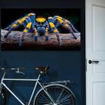 Jumping Spider Tempered Glass Wall Art, Macro Insect Portrait, Blue Orange Fangs